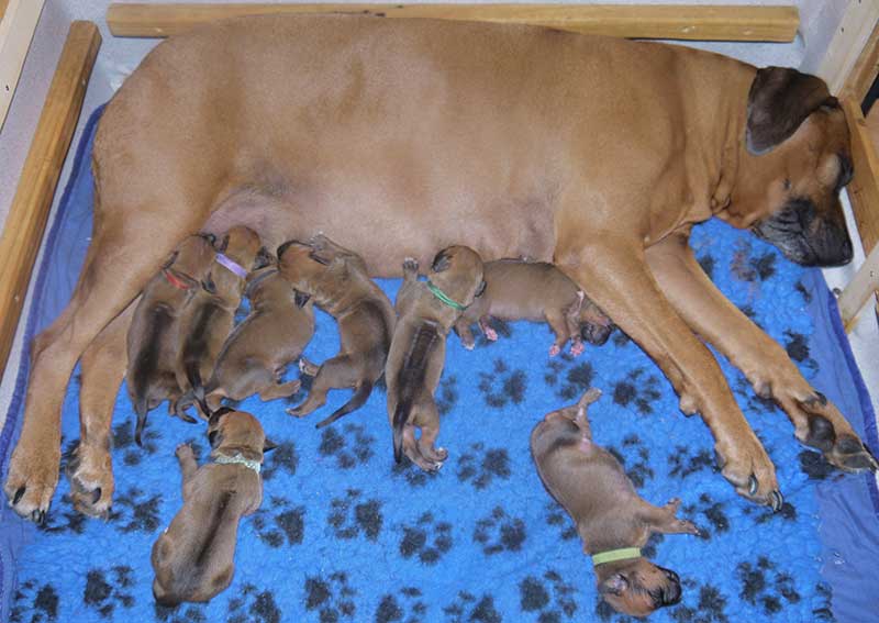 Die Welpen von Rhodesian Ridgeback Hündin Da Nele in der ersten Lebenswoche