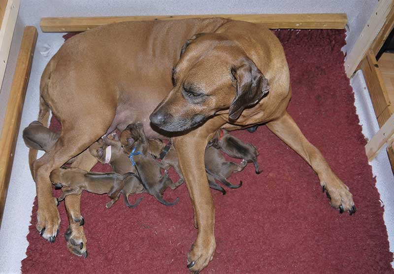 Die Welpen von Rhodesian Ridgeback Hündin Da Nele in der ersten Lebenswoche