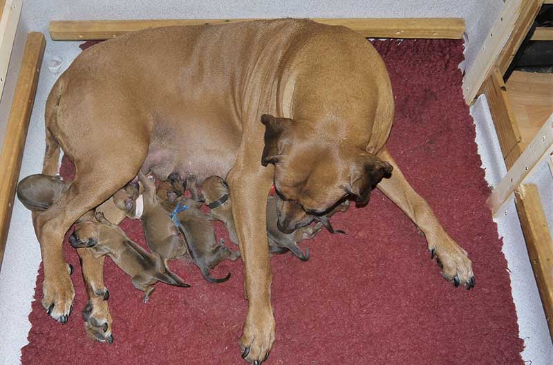 Die Welpen von Rhodesian Ridgeback Hündin Da Nele in der ersten Lebenswoche