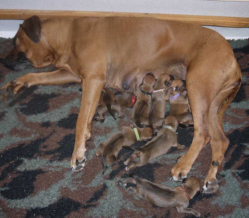 Die Welpen von Rhodesian Ridgeback Hündin Da Nele in der ersten Lebenswoche