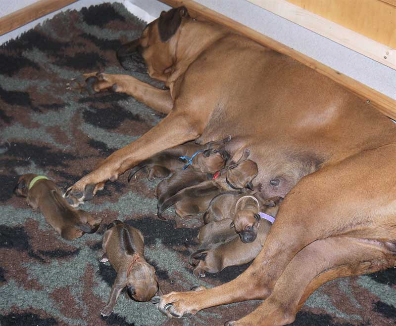 Die Welpen von Rhodesian Ridgeback Hündin Da Nele in der ersten Lebenswoche