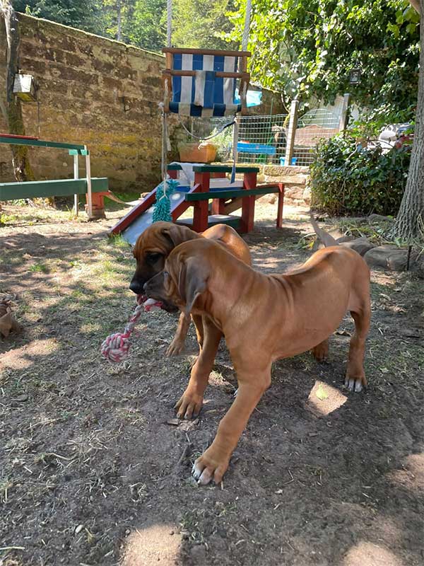 Die Welpen von Rhodesian Ridgeback Hündin Da Nele in der zehnten Lebenswoche