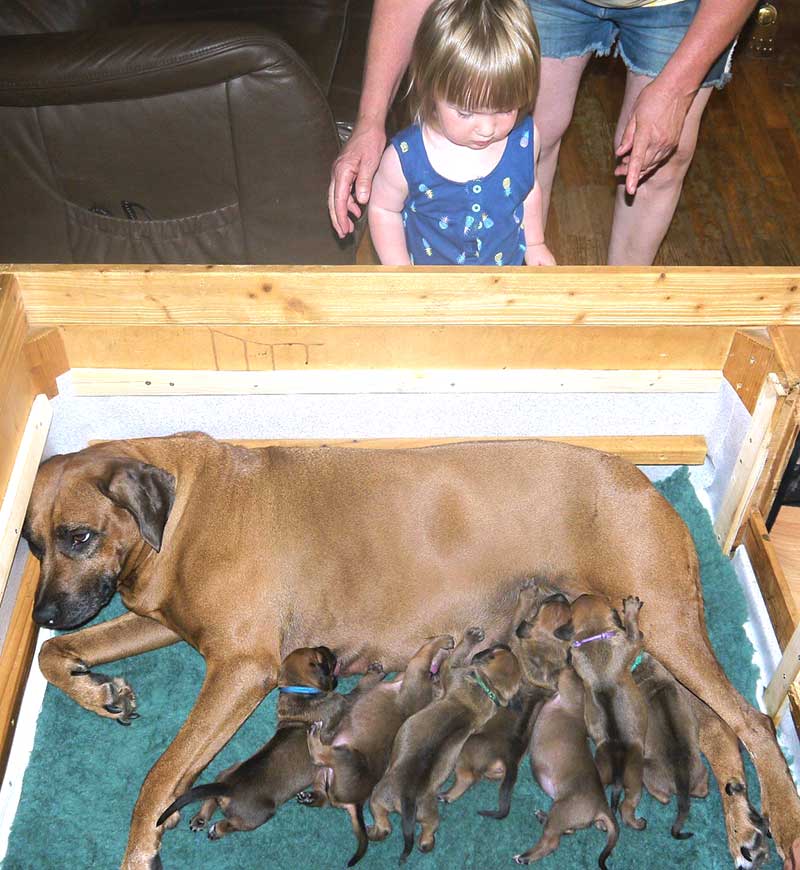 Die Welpen von Rhodesian Ridgeback Hündin Da Nele in der zweiten Lebenswoche