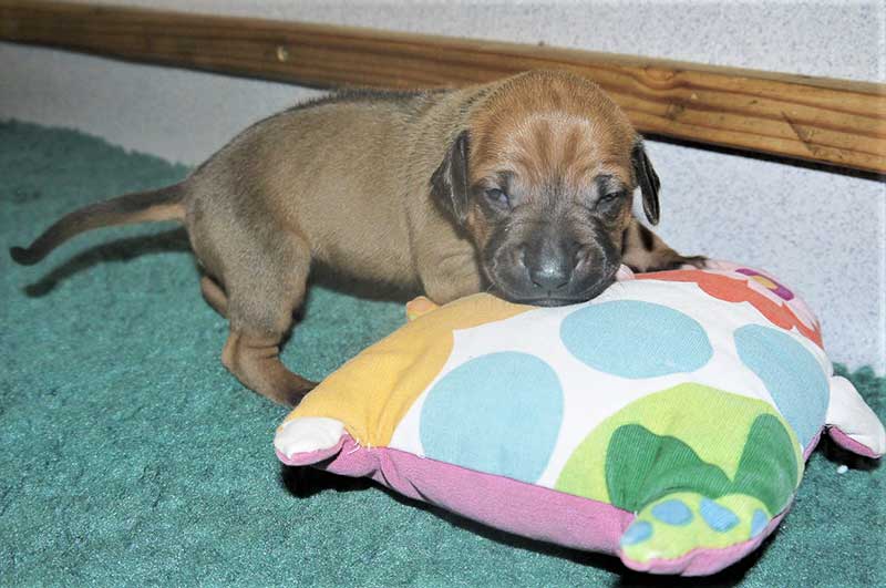 Die Welpen von Rhodesian Ridgeback Hündin Da Nele in der zweiten Lebenswoche