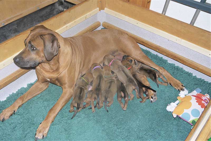 Die Welpen von Rhodesian Ridgeback Hündin Da Nele in der zweiten Lebenswoche