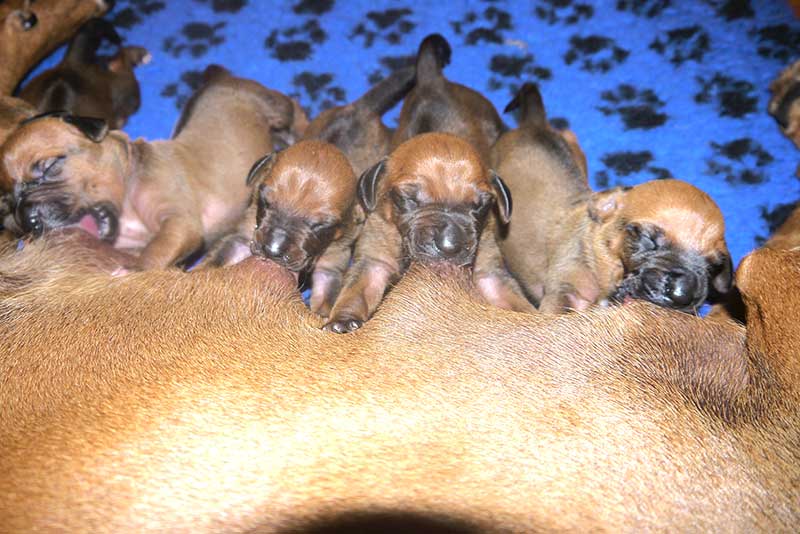 Die Welpen von Rhodesian Ridgeback Hündin Da Nele in der zweiten Lebenswoche