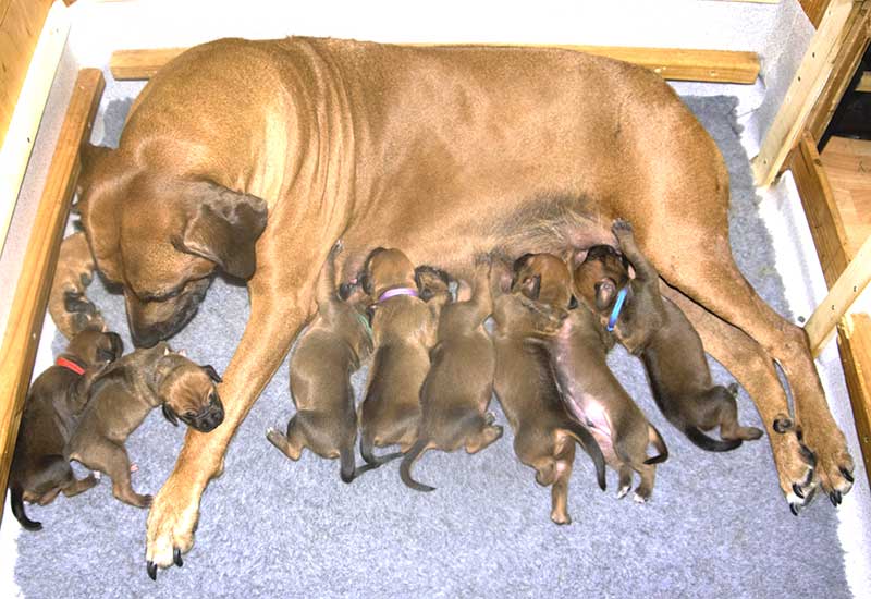 Die Welpen von Rhodesian Ridgeback Hündin Da Nele in der zweiten Lebenswoche