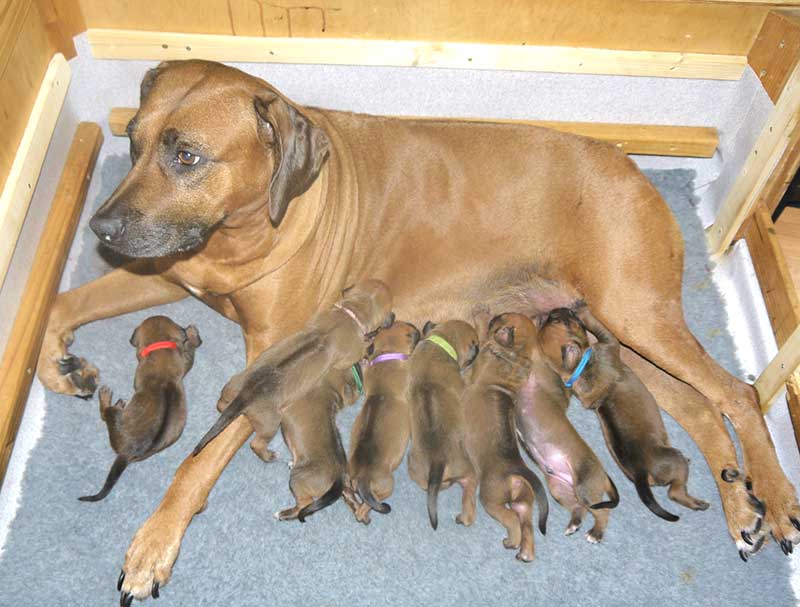 Die Welpen von Rhodesian Ridgeback Hündin Da Nele in der zweiten Lebenswoche