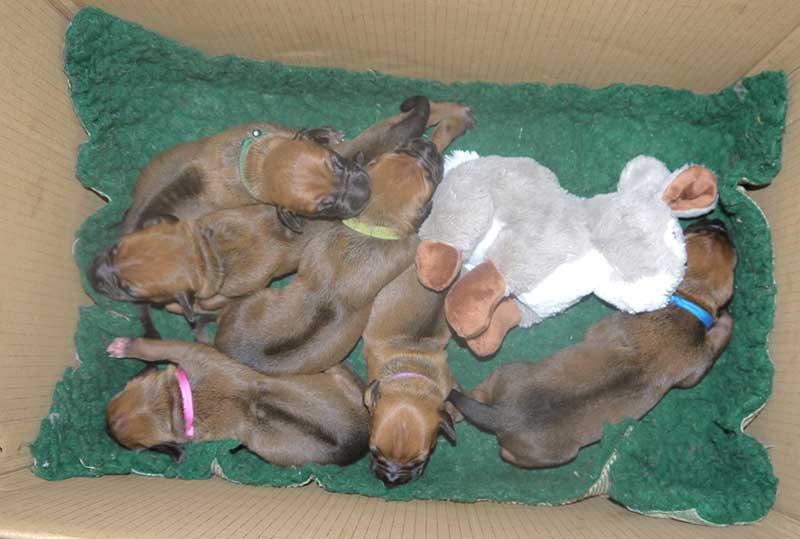 Die Welpen von Rhodesian Ridgeback Hündin Da Nele in der zweiten Lebenswoche