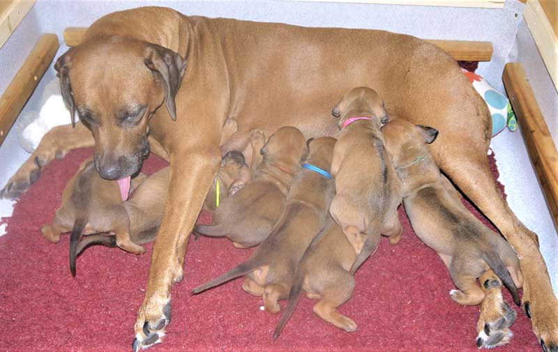 Die Welpen von Rhodesian Ridgeback Hündin Da Nele in der dritten Lebenswoche