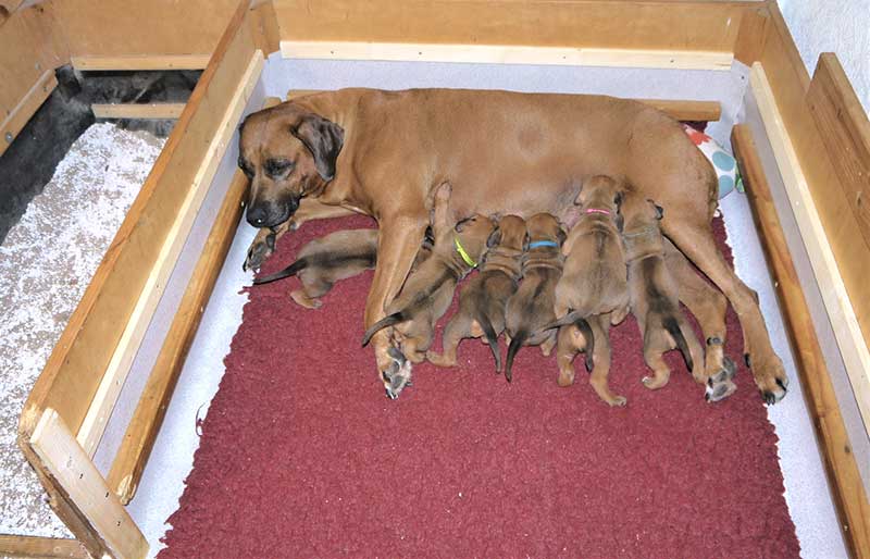 Die Welpen von Rhodesian Ridgeback Hündin Da Nele in der dritten Lebenswoche