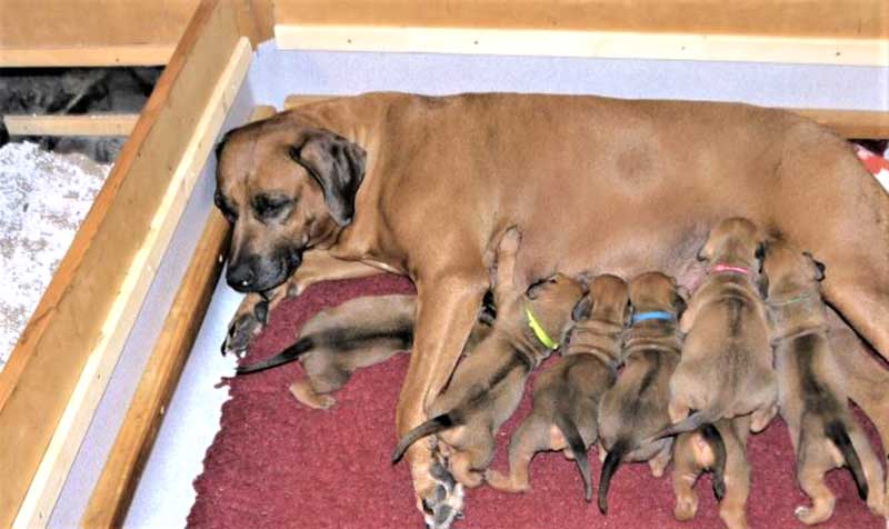 Die Welpen von Rhodesian Ridgeback Hündin Da Nele in der dritten Lebenswoche