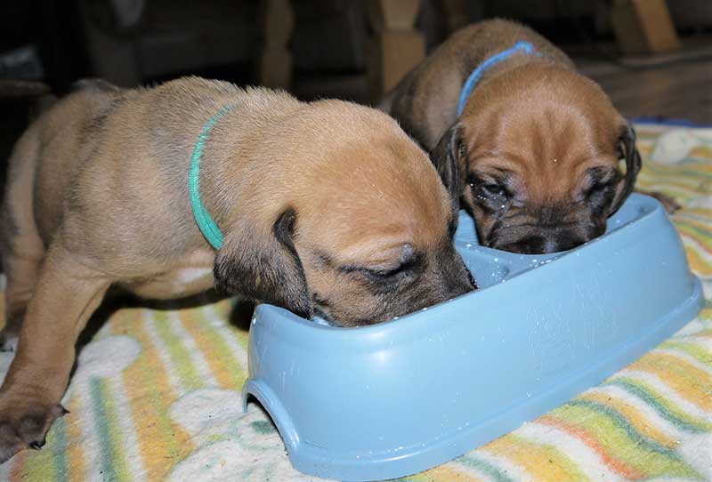 Die Welpen von Rhodesian Ridgeback Hündin Da Nele in der vierten Lebenswoche