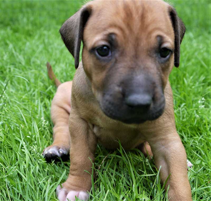 Die Welpen von Rhodesian Ridgeback Hündin Da Nele in der vierten Lebenswoche