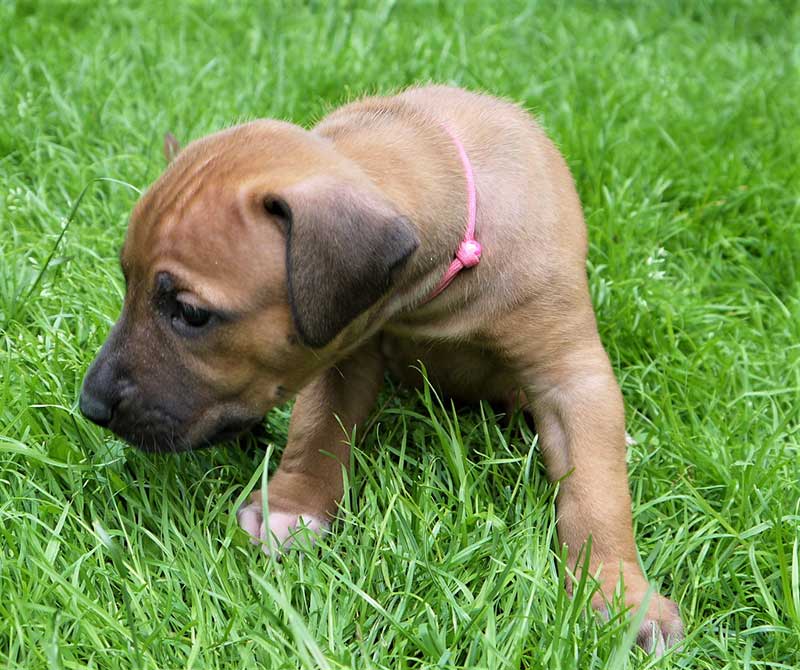 Die Welpen von Rhodesian Ridgeback Hündin Da Nele in der vierten Lebenswoche