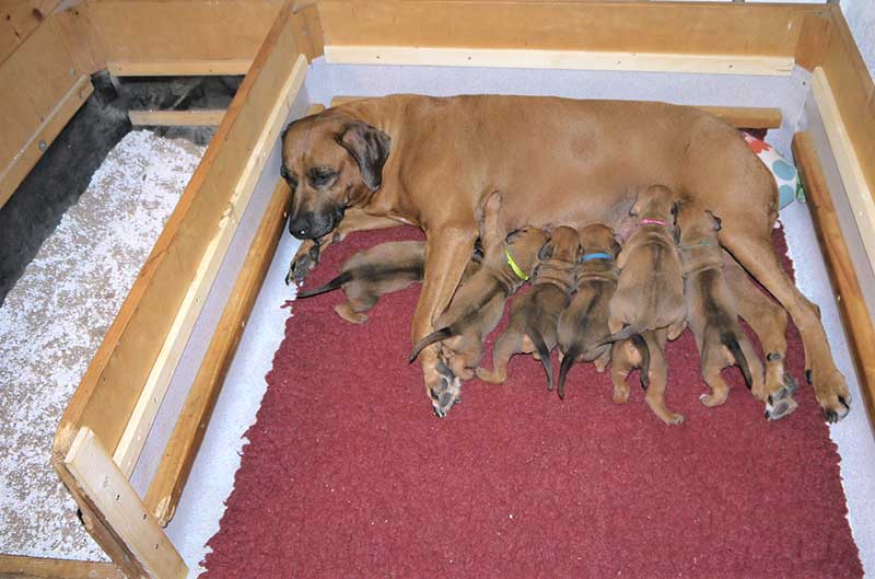 Die Welpen von Rhodesian Ridgeback Hündin Da Nele in der vierten Lebenswoche