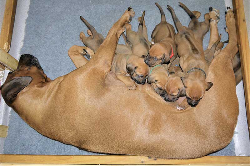 Die Welpen von Rhodesian Ridgeback Hündin Da Nele in der vierten Lebenswoche