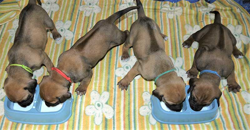 Die Welpen von Rhodesian Ridgeback Hündin Da Nele in der vierten Lebenswoche