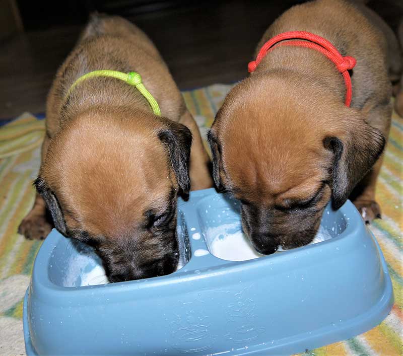 Die Welpen von Rhodesian Ridgeback Hündin Da Nele in der vierten Lebenswoche