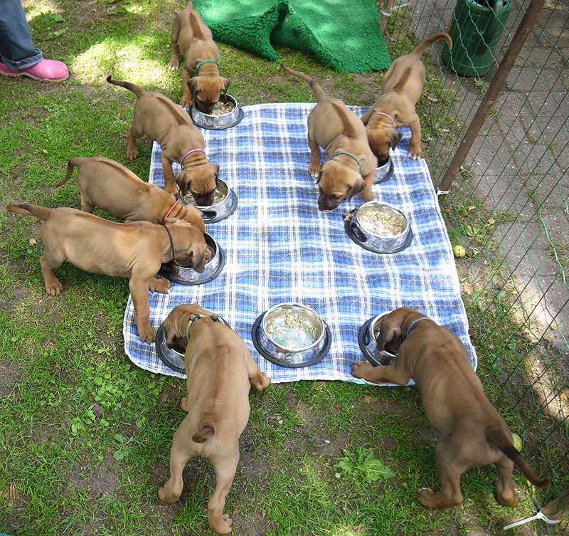 Die Welpen von Rhodesian Ridgeback Hündin Da Nele in der fünften Lebenswoche