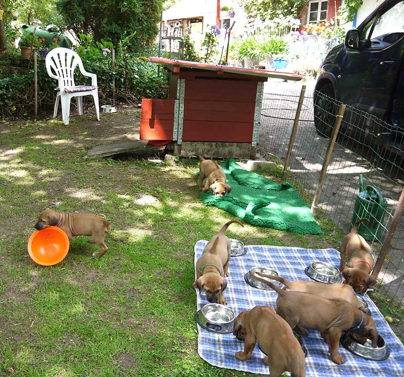 Die Welpen von Rhodesian Ridgeback Hündin Da Nele in der fünften Lebenswoche