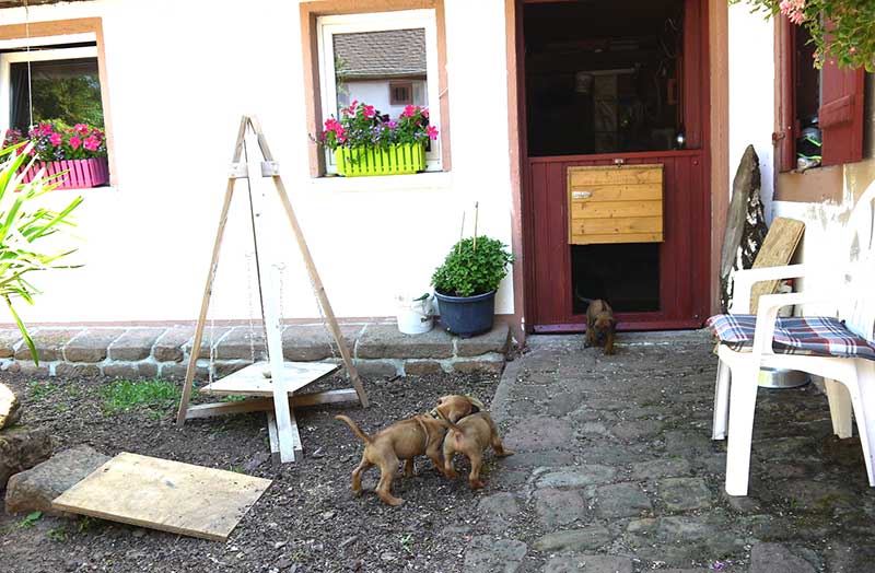 Die Welpen von Rhodesian Ridgeback Hündin Da Nele in der fünften Lebenswoche