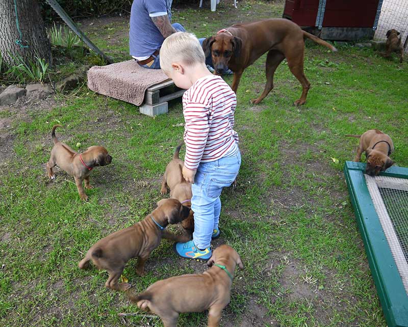 Die Welpen von Rhodesian Ridgeback Hündin Da Nele in der fünften Lebenswoche