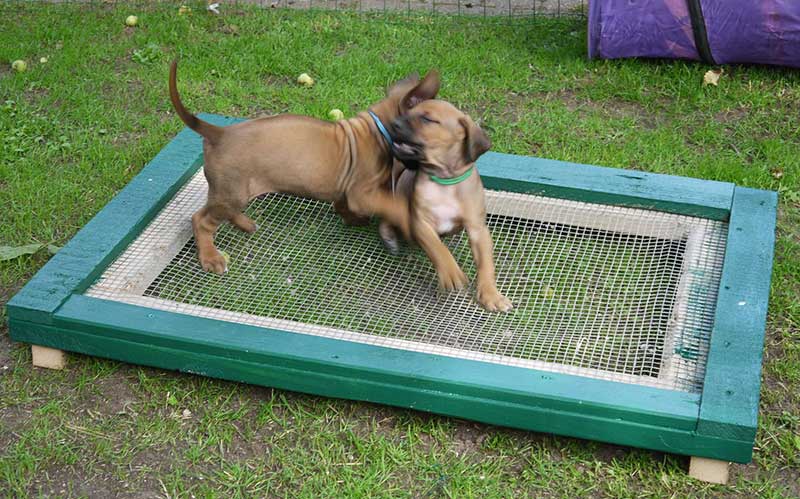 Die Welpen von Rhodesian Ridgeback Hündin Da Nele in der fünften Lebenswoche