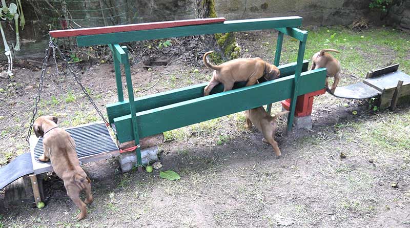 Die Welpen von Rhodesian Ridgeback Hündin Da Nele in der fünften Lebenswoche