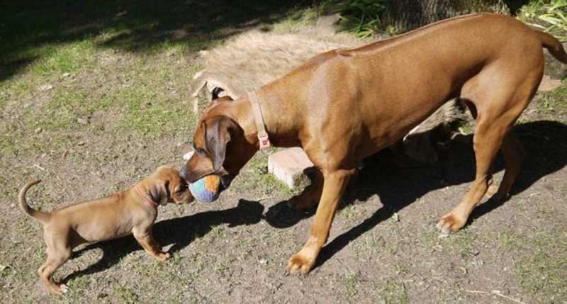 Die Welpen von Rhodesian Ridgeback Hündin Da Nele in der sechsten Lebenswoche