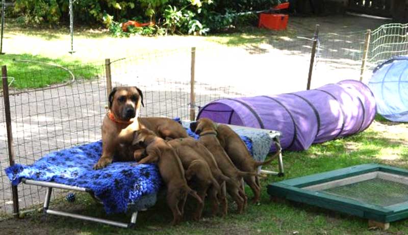 Die Welpen von Rhodesian Ridgeback Hündin Da Nele in der sechsten Lebenswoche