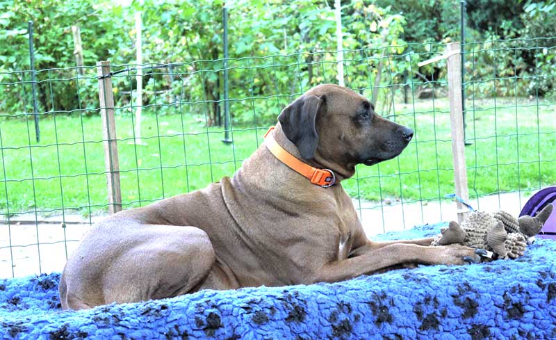 Die Welpen von Rhodesian Ridgeback Hündin Da Nele in der siebten Lebenswoche