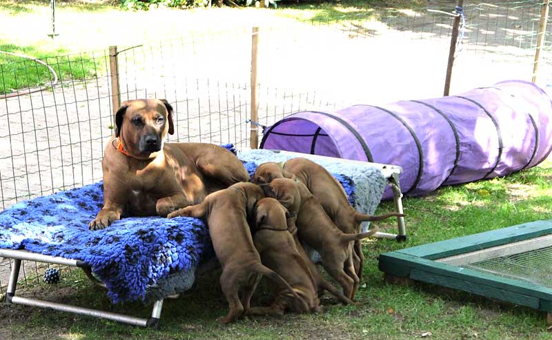 Die Welpen von Rhodesian Ridgeback Hündin Da Nele in der siebten Lebenswoche