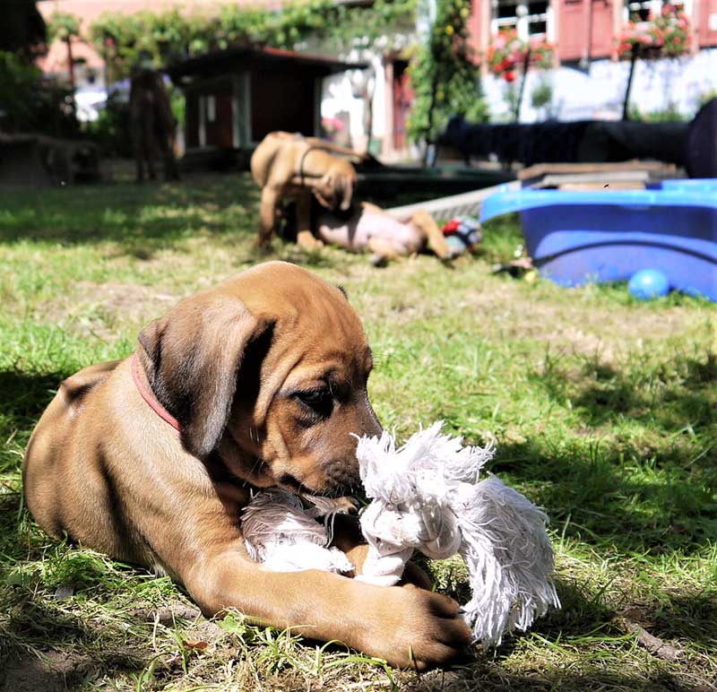 Die Welpen von Rhodesian Ridgeback Hündin Da Nele in der siebten Lebenswoche