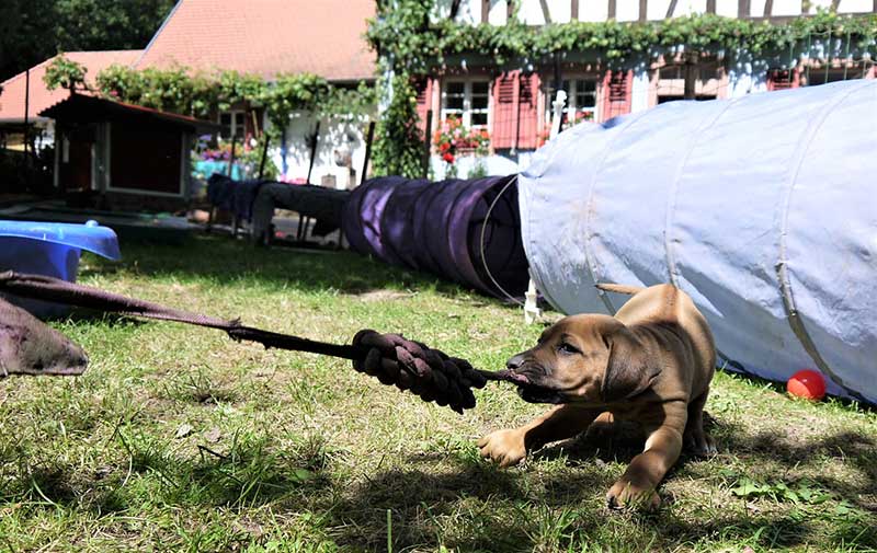 Die Welpen von Rhodesian Ridgeback Hündin Da Nele in der siebten Lebenswoche