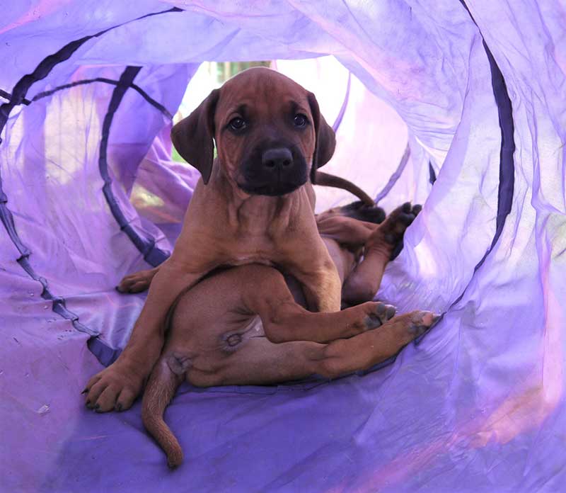 Die Welpen von Rhodesian Ridgeback Hündin Da Nele in der siebten Lebenswoche