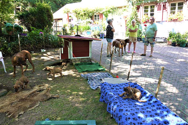 Die Welpen von Rhodesian Ridgeback Hündin Da Nele in der siebten Lebenswoche