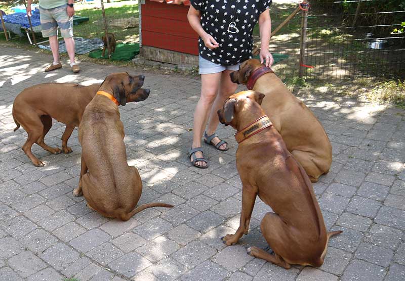 Die Welpen von Rhodesian Ridgeback Hündin Da Nele in der siebten Lebenswoche