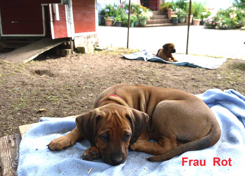 Die Welpen von Rhodesian Ridgeback Hündin Da Nele in der achten Lebenswoche