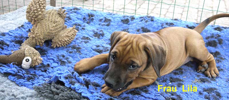 Die Welpen von Rhodesian Ridgeback Hündin Da Nele in der achten Lebenswoche