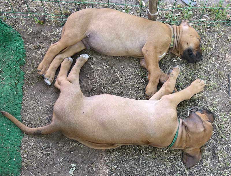 Die Welpen von Rhodesian Ridgeback Hündin Da Nele in der achten Lebenswoche