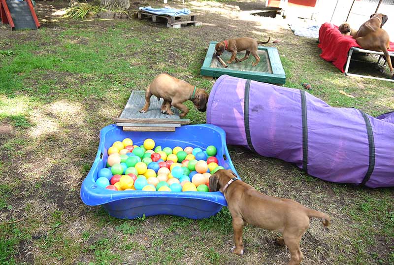 Die Welpen von Rhodesian Ridgeback Hündin Da Nele in der achten Lebenswoche