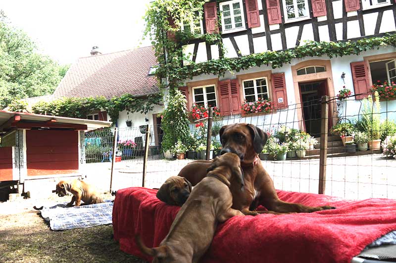 Die Welpen von Rhodesian Ridgeback Hündin Da Nele in der achten Lebenswoche