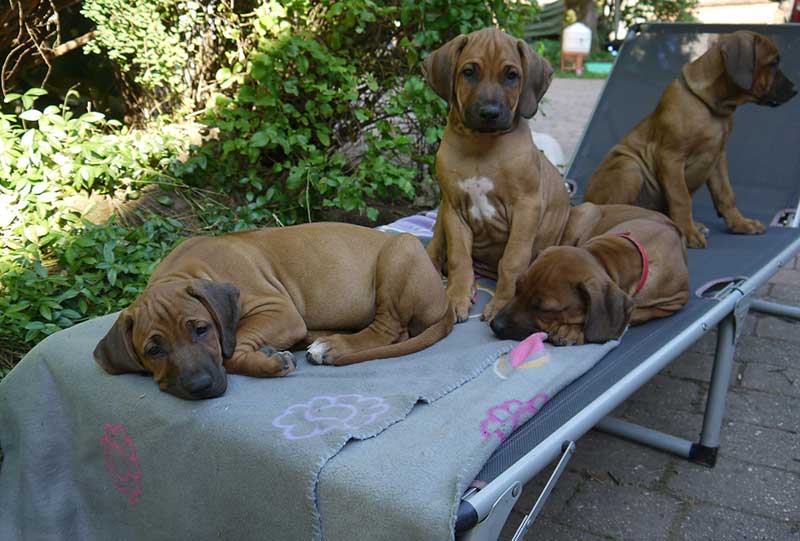 Die Welpen von Rhodesian Ridgeback Hündin Da Nele in der neunten Lebenswoche