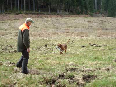 Rhodesian Ridgeback-Hündin Akili beim Apport