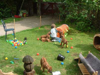 Kinderbesuch bei den Rhodesian Ridgeback-Welpen