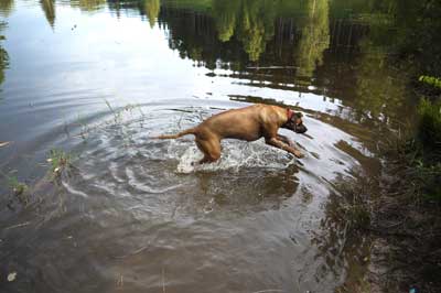 Rhodesian Ridgeback-Hündin Bo Laila im Wasser