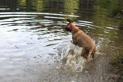 Rhodesian Ridgeback-Hündin Bo Laila springt ins Wasser