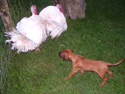 Rhodesian Ridgeback-Welpe mit zwei Puten