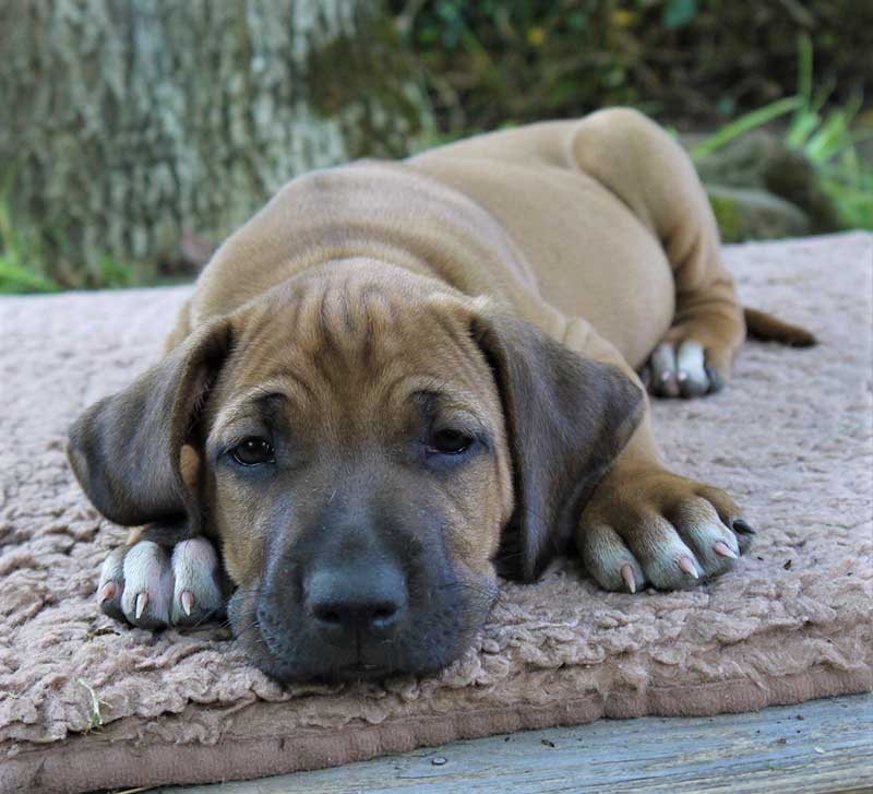 Die Welpen von Rhodesian Ridgeback Hündin Da Nele in der siebten Lebenswoche